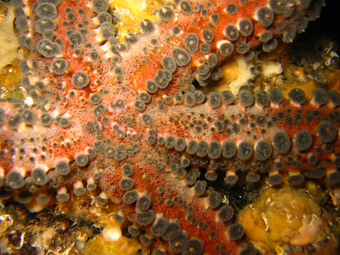 Marthasterias glacialis ed Ophidiaster ophidianus